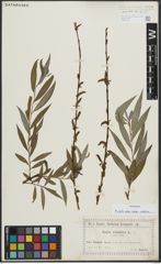 Foto von Salix alba subsp. vitellina (L.) Arcang.